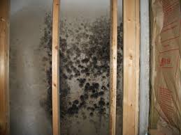Mold Removal Burr Ridge